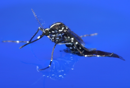 Asiatische Tigermücke, Aedes albopictus